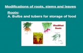 Modifications of roots, stems and leaves Roots: A. Bulbs and tubers for storage of food