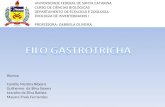 UNIVERSIDADE FEDERAL DE SANTA CATARINA CURSO DE CIÊNCIAS BIOLÓGICAS DEPARTAMENTO DE ECOLOGIA E ZOOLOGIA ZOOLOGIA DE INVERTEBRADOS I PROFESSORA: GABRIELA