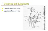 Tendons and Ligaments n Tendons-muscle to bone n Ligaments-bone to bone