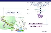 AP Biology 2005-2006 Chapter 17. From Gene to Protein