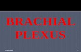Brachial plexus