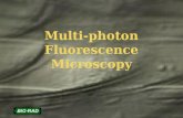 Multi-photon Fluorescence Microscopy
