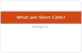 Biology 11 What are Stem Cells?. Stem Cells Basically, stem cells are cells that are not assigned a functional job in the body. (Undifferentiated cells)