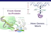 AP Biology From Gene to Protein How Genes Work AP Biology Nucleolus Function ïµ ribosome production build ribosome subunits from rRNA & proteins exit
