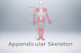 Appendicular Skeleton. Your appendicular skeleton includes all of the bones and joints that make up your appendages This includes the shoulder girdles