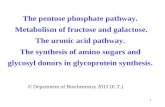 1 ïƒ“ Department of Biochemistry 2012 (E.T.) The pentose phosphate pathway. Metabolism of fructose and galactose. The uronic acid pathway. The synthesis