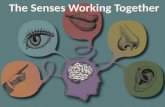 5 Senses - How our senses work