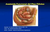 Anatom­a Funcional del Piso P©lvico Expositor : Dr. Francisco Senz Talavera. MR4 â€“ GO. Tutora : Dra. Maribel Hernndez Mu±oz. Gineco â€“ Obstetra - Master