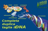 educare alla scienza e alla tecnologia COMPLETA DUPLICA TAGLIA nucleo nucleo cellula cellula mitocondrio mitocondrio DNA mitocondriale DNA mitocondriale