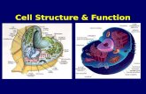 Cell Structure & Function. Eukaryotic Cells  an introductory video