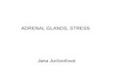 ADRENAL GLANDS, STRESS Jana Juroviov. In mammals, the adrenal glands (also known as suprarenal glands) are the triangular-shaped endocrine glands that