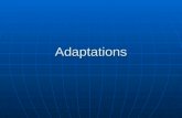 Adaptations. Adaptations- changes plants and animals make to help them survive. Adaptations- changes plants and animals make to help them survive