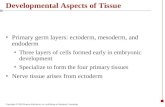 Copyright © 2003 Pearson Education, Inc. publishing as Benjamin Cummings Developmental Aspects of Tissue Primary germ layers: ectoderm, mesoderm, and endoderm