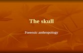 The skull Forensic anthropology. The Skull Total # - 22 Total # - 22 8 paired, 6 unpaired 8 paired, 6 unpaired Cranium â€“ skull without mandible Cranium