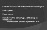 Bacteria cell structure and function