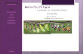 Webb butterflywebquest