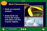 Birds are versatile animals. Some birds can live in the tropics and others can live in polar regions. Bird Characteristics Birds 1 1