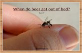When do bees get out of bed? SRP By Logan Ingle 7Y