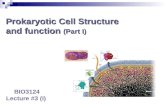Prokaryotic Cell  Structure and function  (Part I)