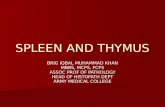 SPLEEN AND THYMUS