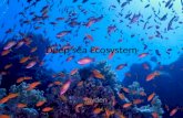 Jayden deep sea ecosystem