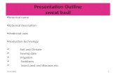Sweet basil,Production technology of sweat basil,.Medical uses of sweat basil,Botanical discription of sweat basil,