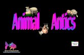 Animal Antics.10 08 06