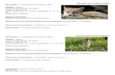 Web view Renard roux Vulpes vulpes Description : morphologie de l¢â‚¬â„¢esp£¨ce, taille, . Habitat : milieux