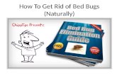 FANTASTIC Tips on How to Get Rid of Bed Bugs Naturally | Eliminate Bed Bugs Without Insecticides