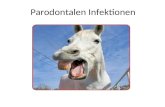 Parodontalen Infektionen. Alptraum der Patienten