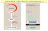 1 Traduzione dellinformazione genetica (1). 2 Traduzione dellinformazione genetica (2) Il processo negli eucarioti richiede: 70 diverse proteine ribosomiali