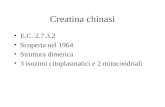Creatina chinasi E.C. 2.7.3.2 Scoperta nel 1964 Struttura dimerica 3 isozimi citoplasmatici e 2 mitocondriali