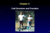 1 Chapter 3 Cell Structure and Function. 2 Cell structure and function Outline Cellular Organization â€“ Plasma Membrane ï¶ Functions â€“ Nucleus ï¶ Cell division