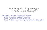 Anatomy and Physiology I The Skeletal System Anatomy of the Skeletal System Part I: Bones of the Cranium Part II: Bones of the Appendicular Skeleton