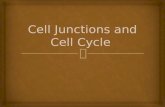 Cell junctions and cell division