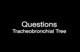 Questions Tracheobronchial Tree