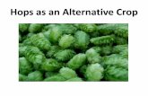 Hops as an Alternative Crop - University Of Maryland › sites › ... Hops as an Alternative Crop . ... •CONTROLLING HOP PESTS •MARKETING HOPS TO BREWERS. WHAT IT’S ALL ABOUT!