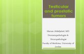 Testicular and prostatic tumors · PDF file highly malignant form of testicular tumor. its “pure” form is rare, constituting less than 1% of all germ cell tumors -This neoplasm