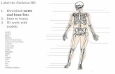 Label the Skeleton BR 1. Download notes and bone lists 2 ... ... Incomplete development Skull Many fontanels (“soft spots”) • Permit movement between bones • Allow skull to