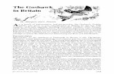 The Goshawk in Britain - British Birds · PDF file The Goshawk in Britain M. Marquiss and I. Newton As a result of deforestation and persecution, the Goshawk Accipiter gentilis was