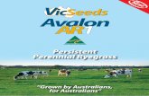 AUSTRALIAN GROWN Persistent Perennial AR1 brochure.pdf · PDF file Avalon AR1, the first Australian bred perennial ryegrass inoculated with the animal safe AR1 endophyte. The original