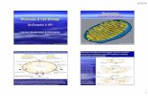 Cellular Energetics Molecular & Cell · PDF file 2019-10-15 · 10/14/19 1 Molecular & Cell Biology Cellular Metabolism & Energetics Prof. Dr. Klaus Heese Bio-Energetics & ATP Biochemistry