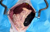 head - Western College of Veterinary Medicine stomach spleen liver stomach spleen region of abdominal esophagus liver fundus lesser omentum greater omentum region of abdominal esophagus