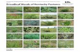 AGR-207: Broadleaf Weeds of Kentucky Pastures · PDF file Broadleaf Weeds of Kentucky Pastures J.D. Green and W.W. Witt, Plant and Soil Sciences Spiny Amaranth Curly Dock Tall Ironweed