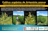 Artemisia annua en México