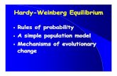 Hardy-Weinberg Equilibrium - Washington State University