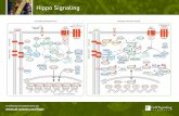 Hippo Signaling