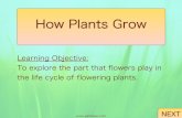 How Plants Grow · PDF file 2020-07-03 · Although the flowers of different plants can look very different, they have the same parts. Flowers contain both male and female reproductive