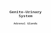 Diagnostic Imaging of Adrenal Glands