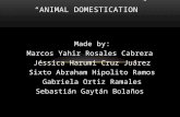 Animal domestication 1B